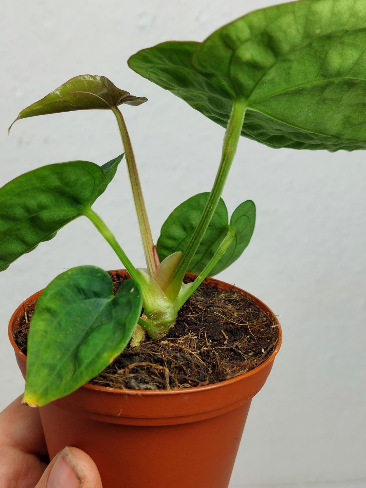 Anthurium Dressleri Pure