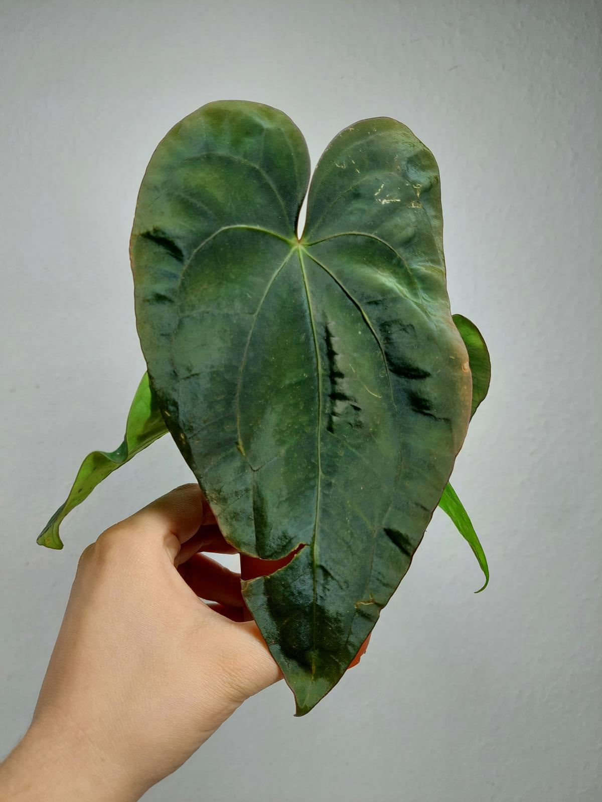 Anthurium Dressleri Pure