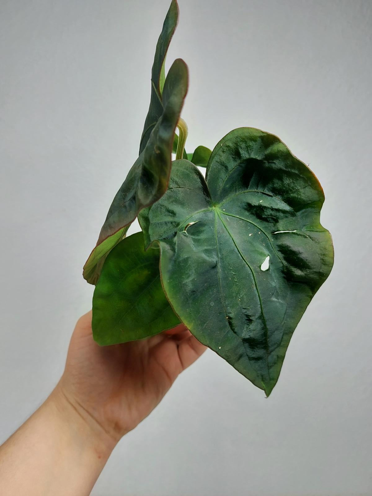 Anthurium Dressleri Pure