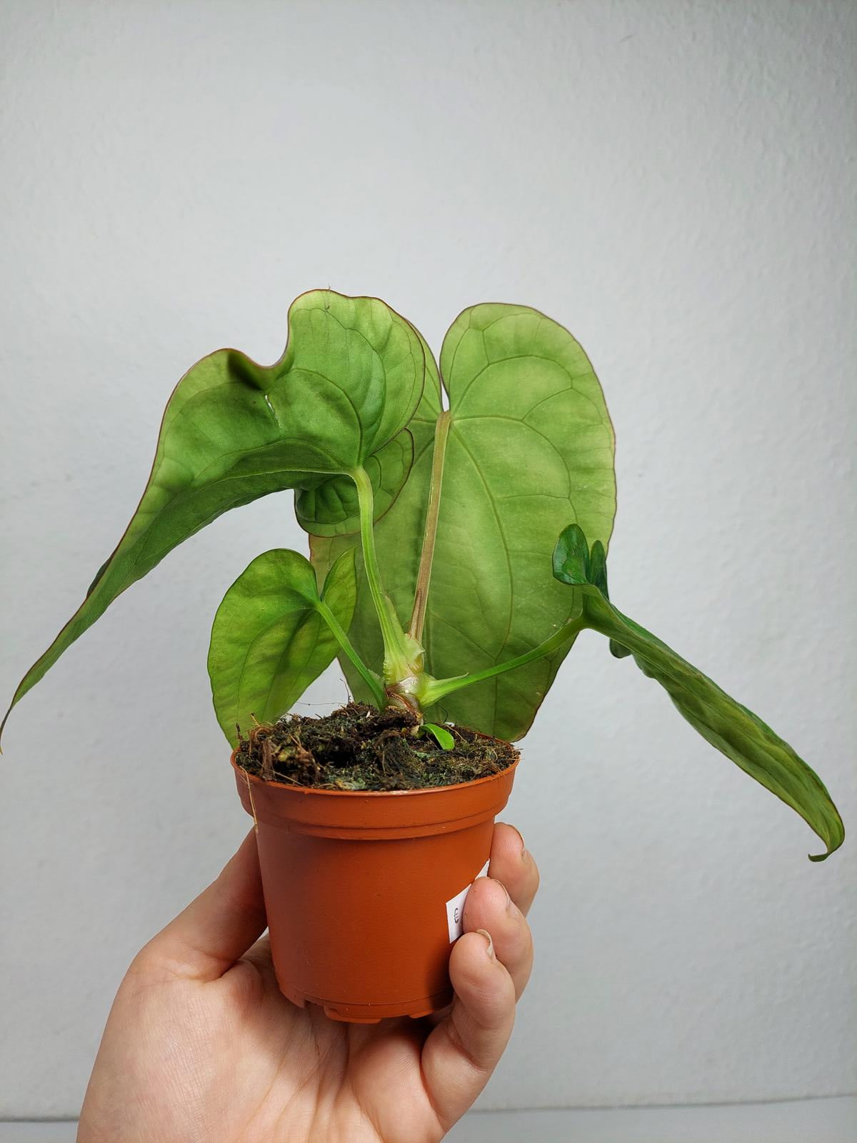 Anthurium Dressleri Pure
