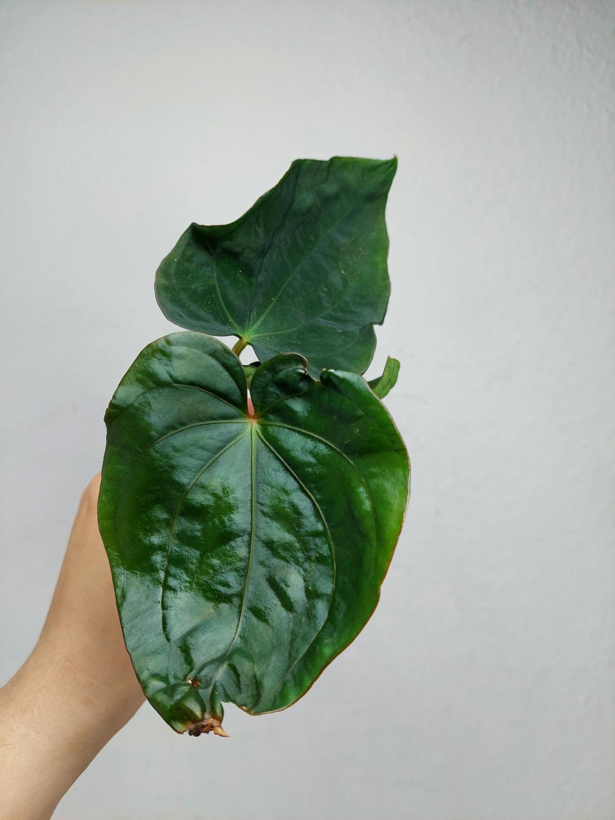 Anthurium Dressleri Pure