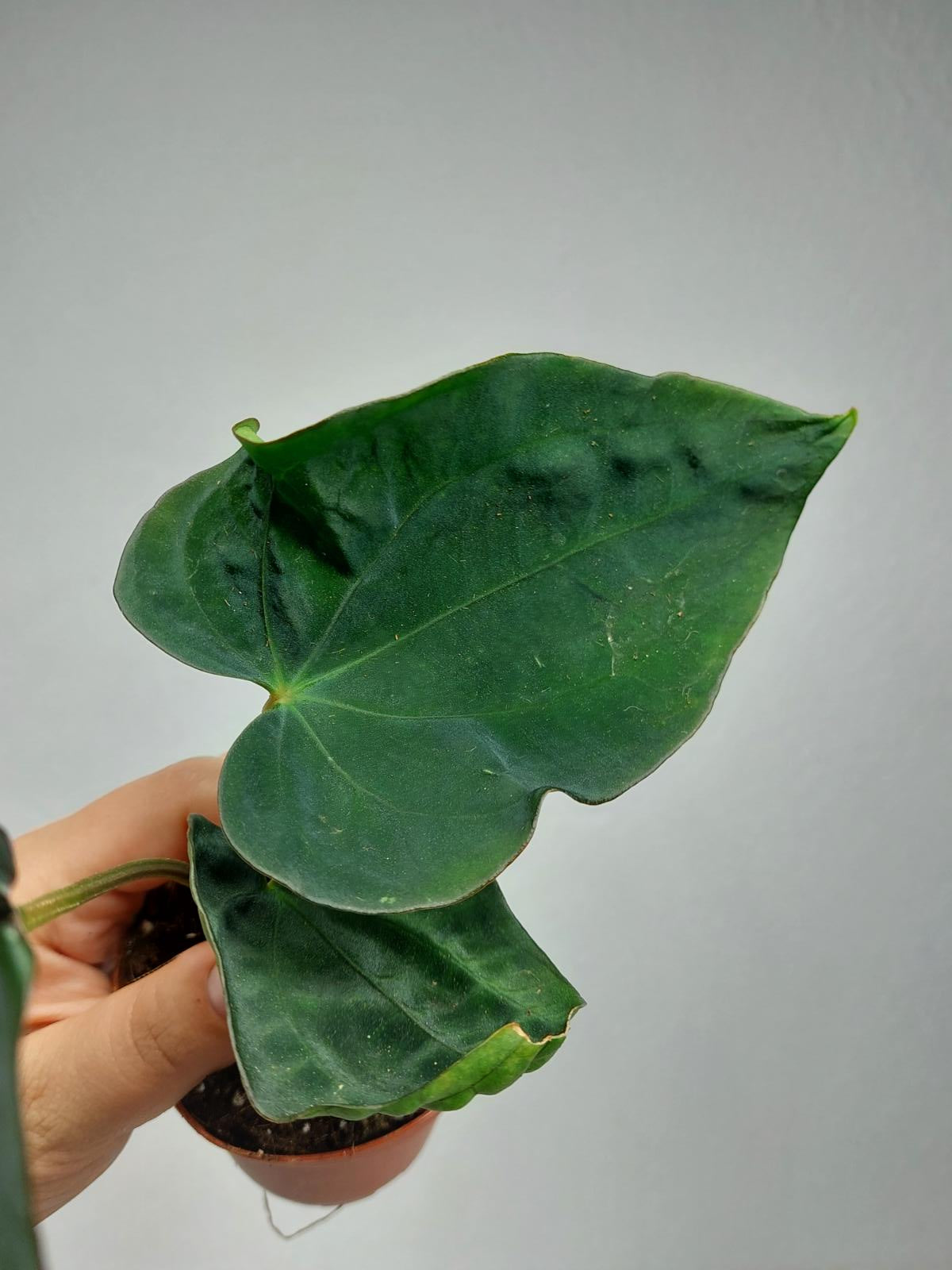 Anthurium Dressleri Pure
