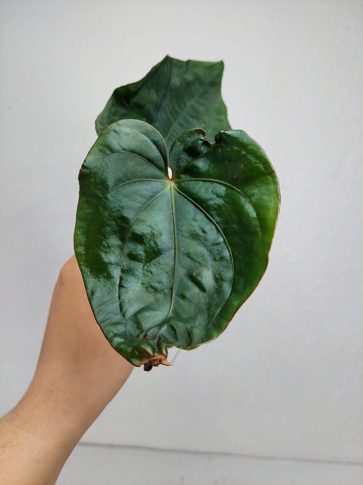 Anthurium Dressleri Pure