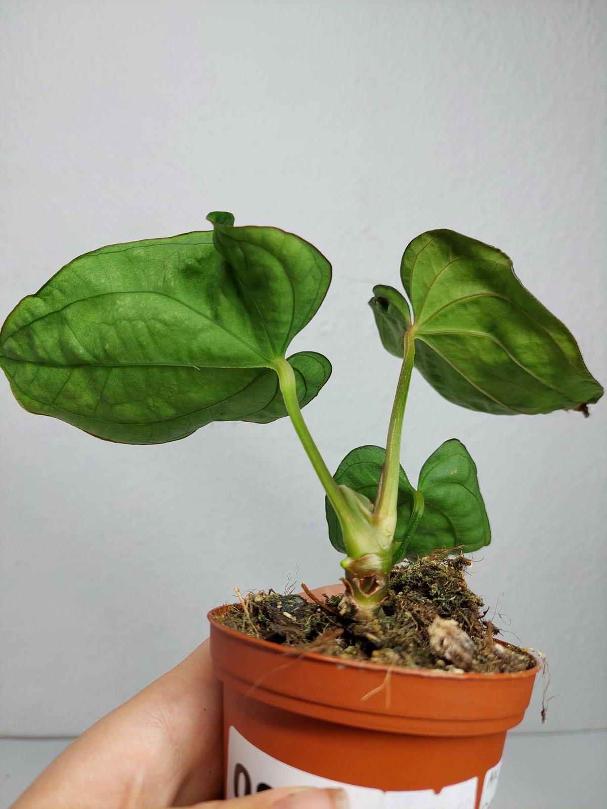 Anthurium Dressleri Pure