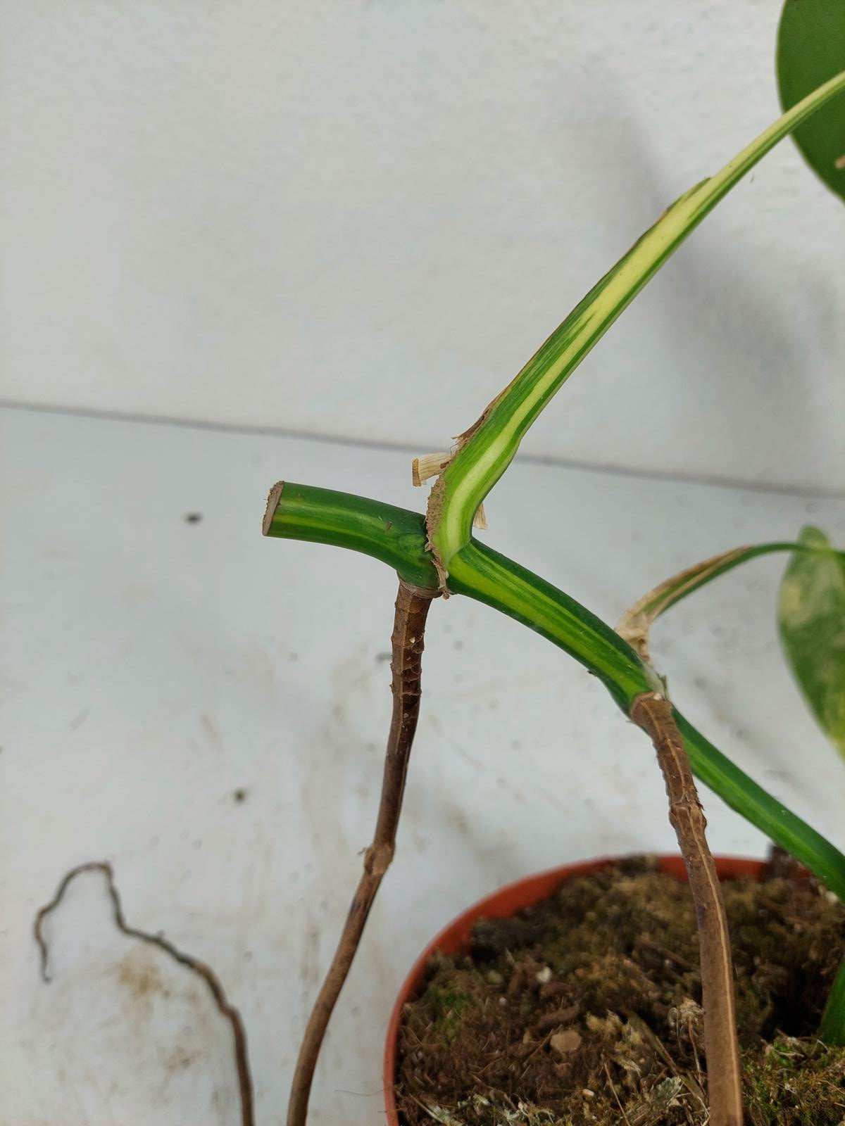 Monstera Aurea Stecklinge
