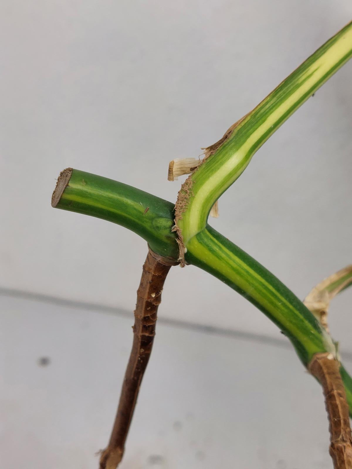 Monstera Aurea Stecklinge