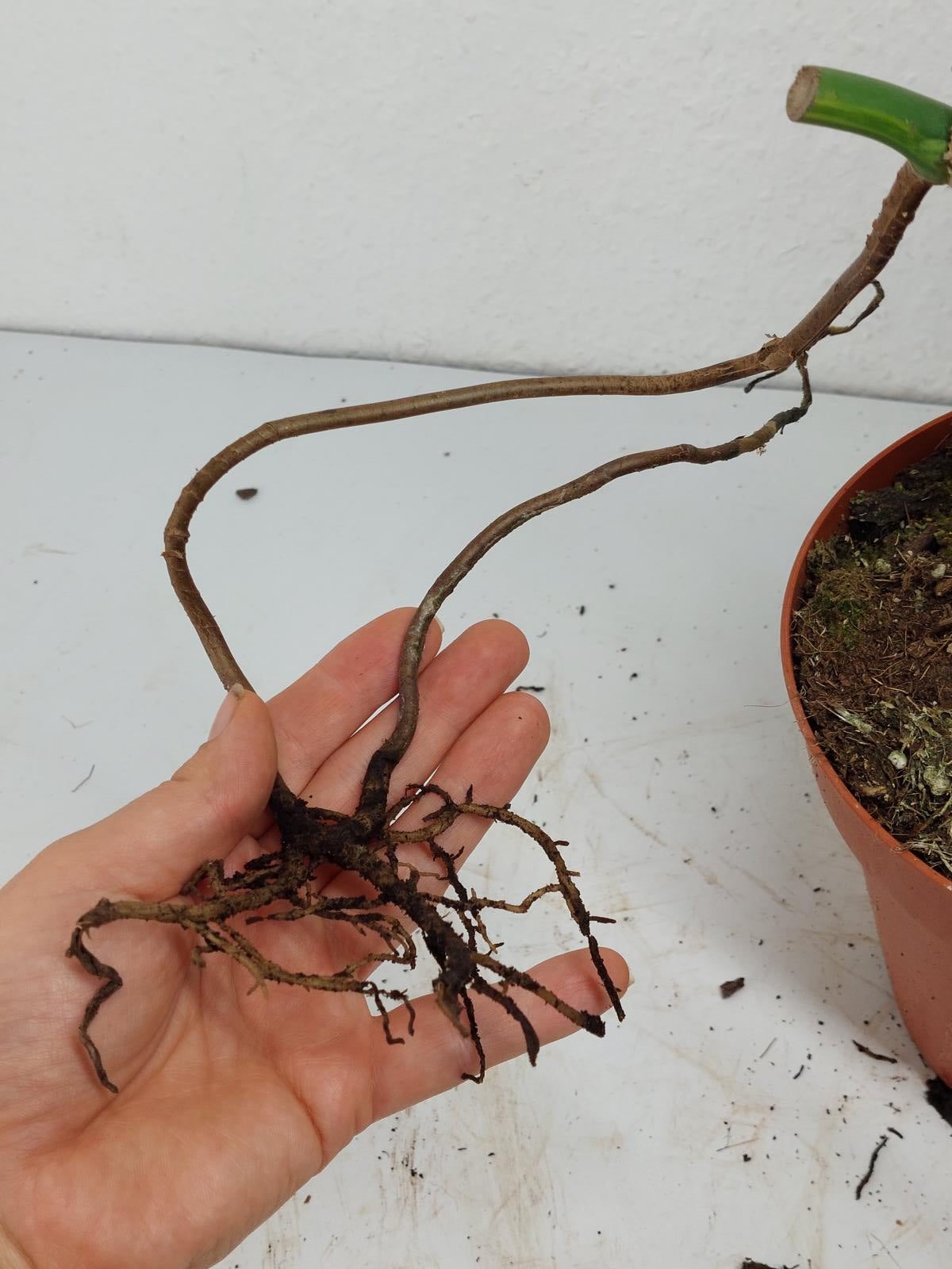 Monstera Aurea Stecklinge