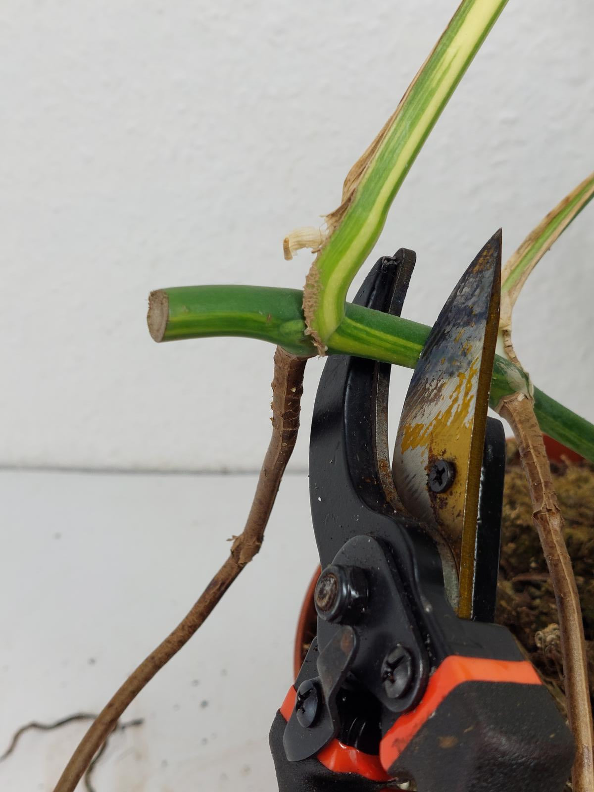 Monstera Aurea Stecklinge
