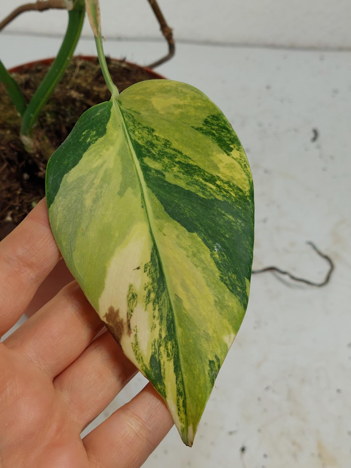 Monstera Aurea Stecklinge