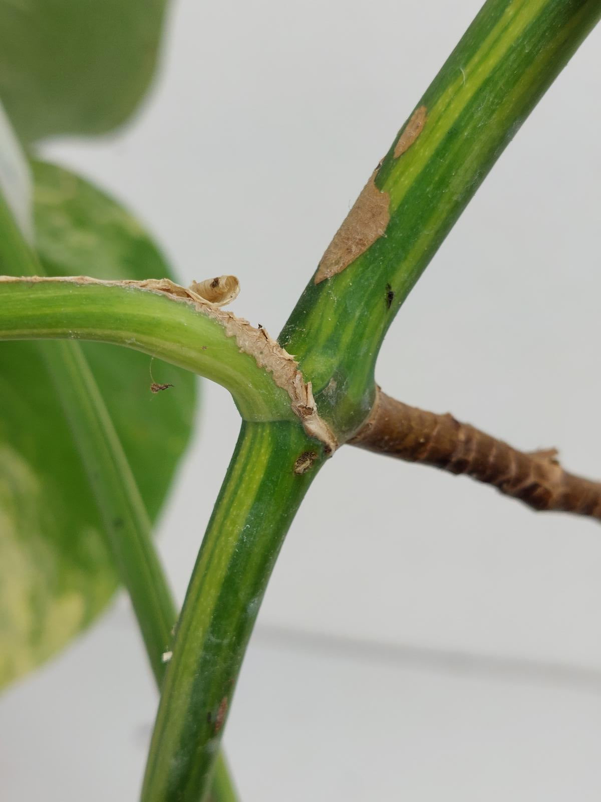 Monstera Aurea Stecklinge