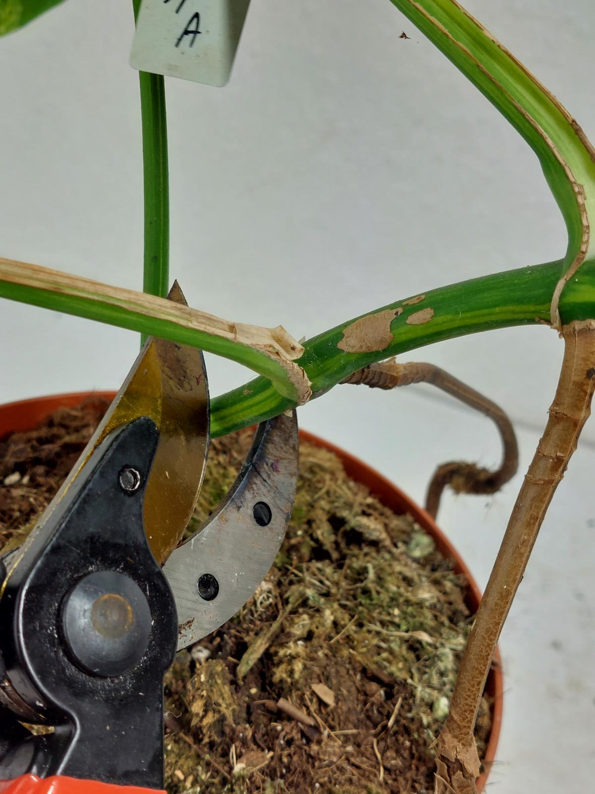 Monstera Aurea Stecklinge