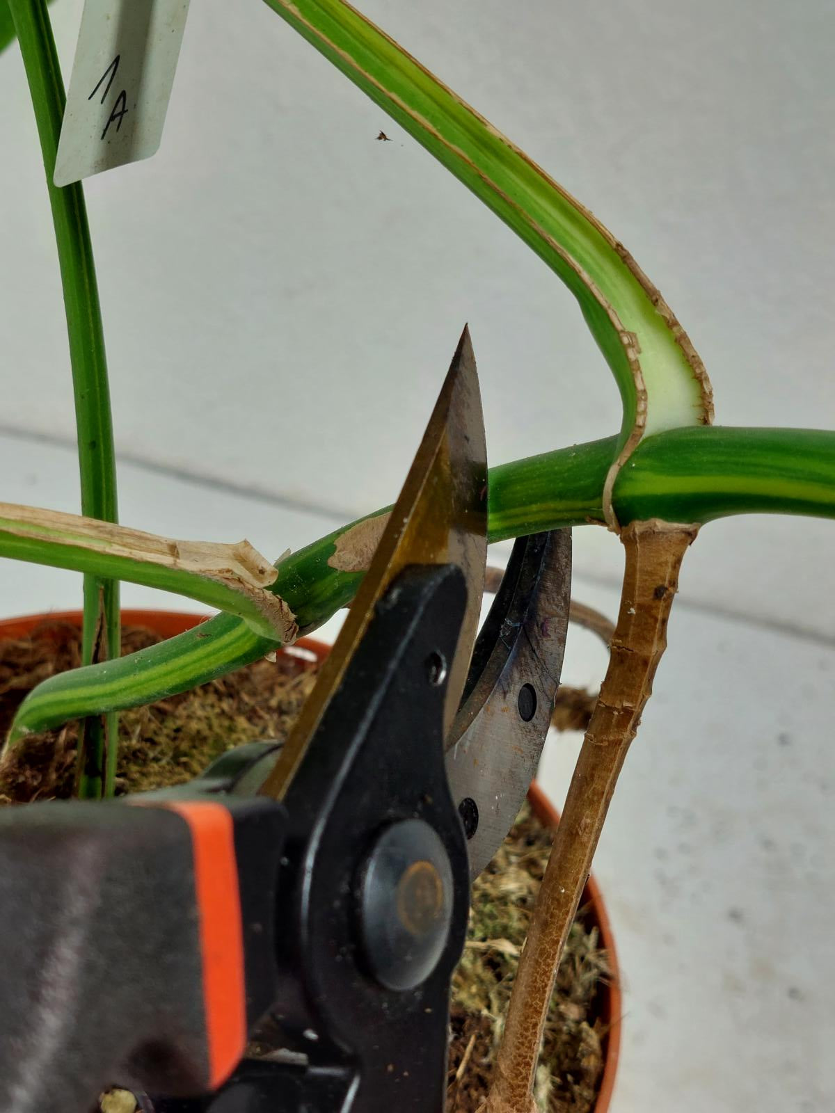Monstera Aurea Stecklinge