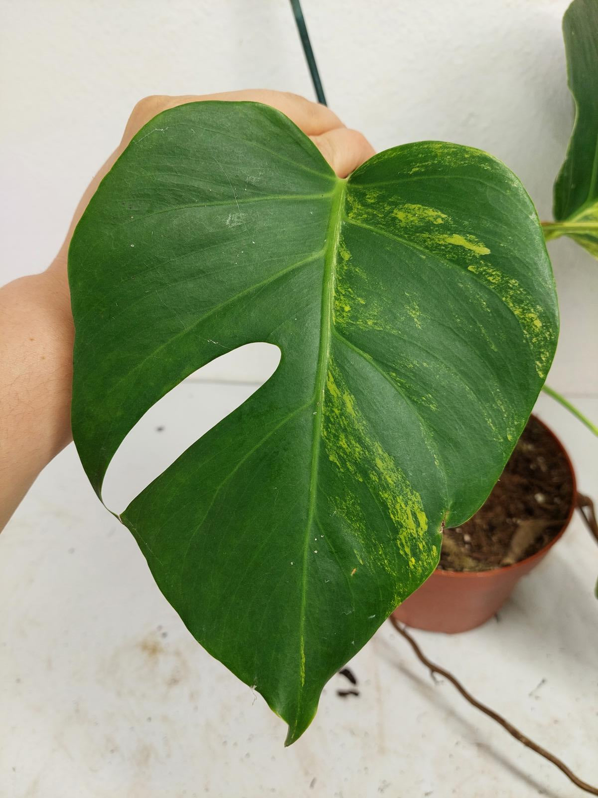 Monstera Aurea Stecklinge