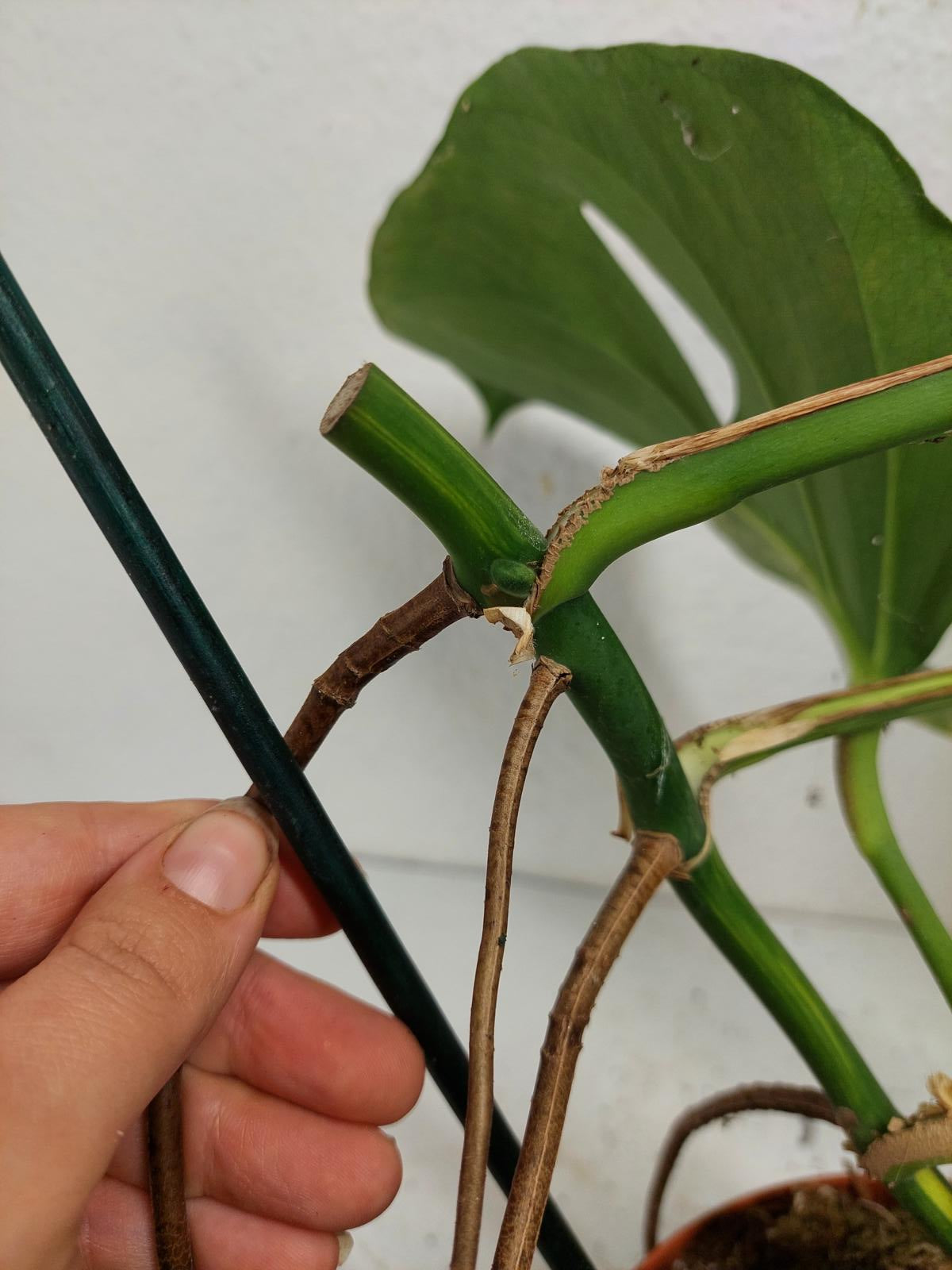 Monstera Aurea Stecklinge