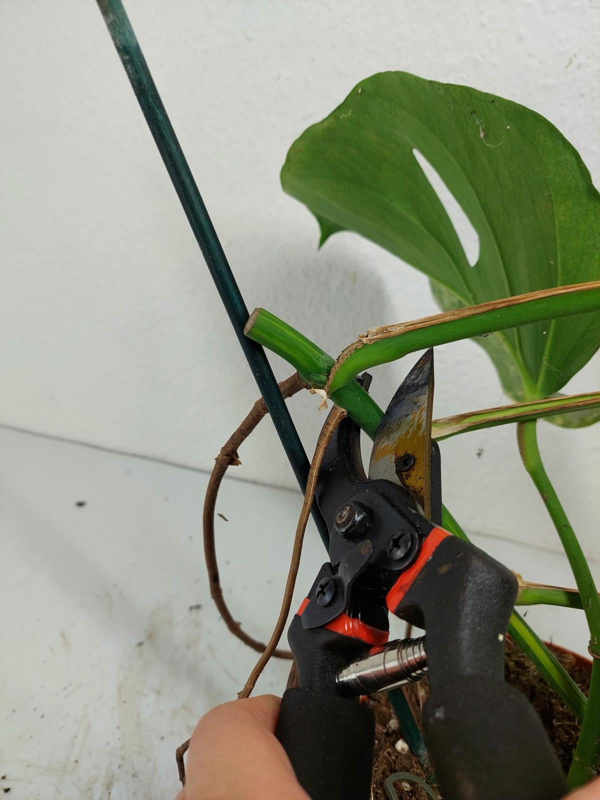 Monstera Aurea Stecklinge