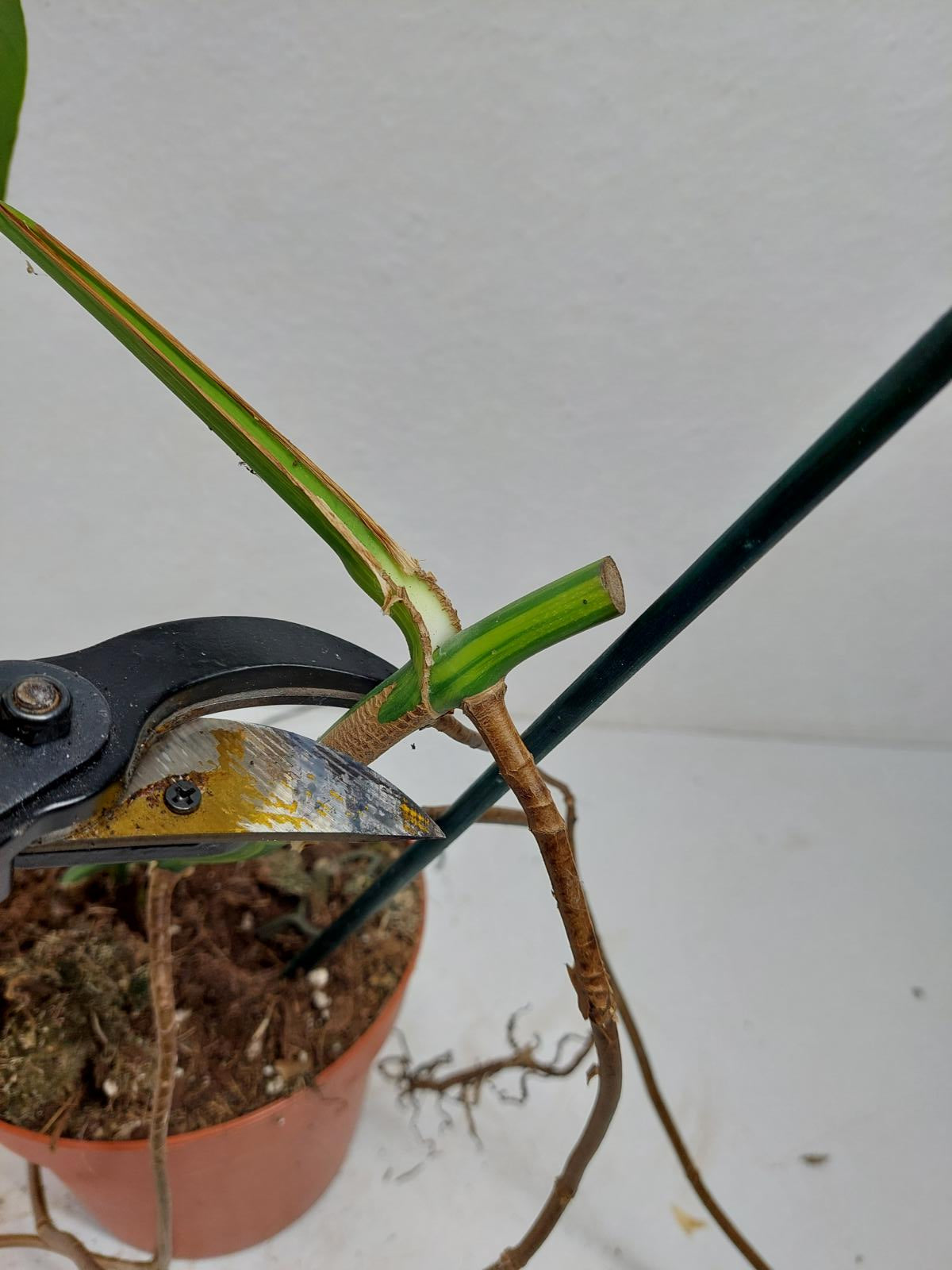 Monstera Aurea Stecklinge