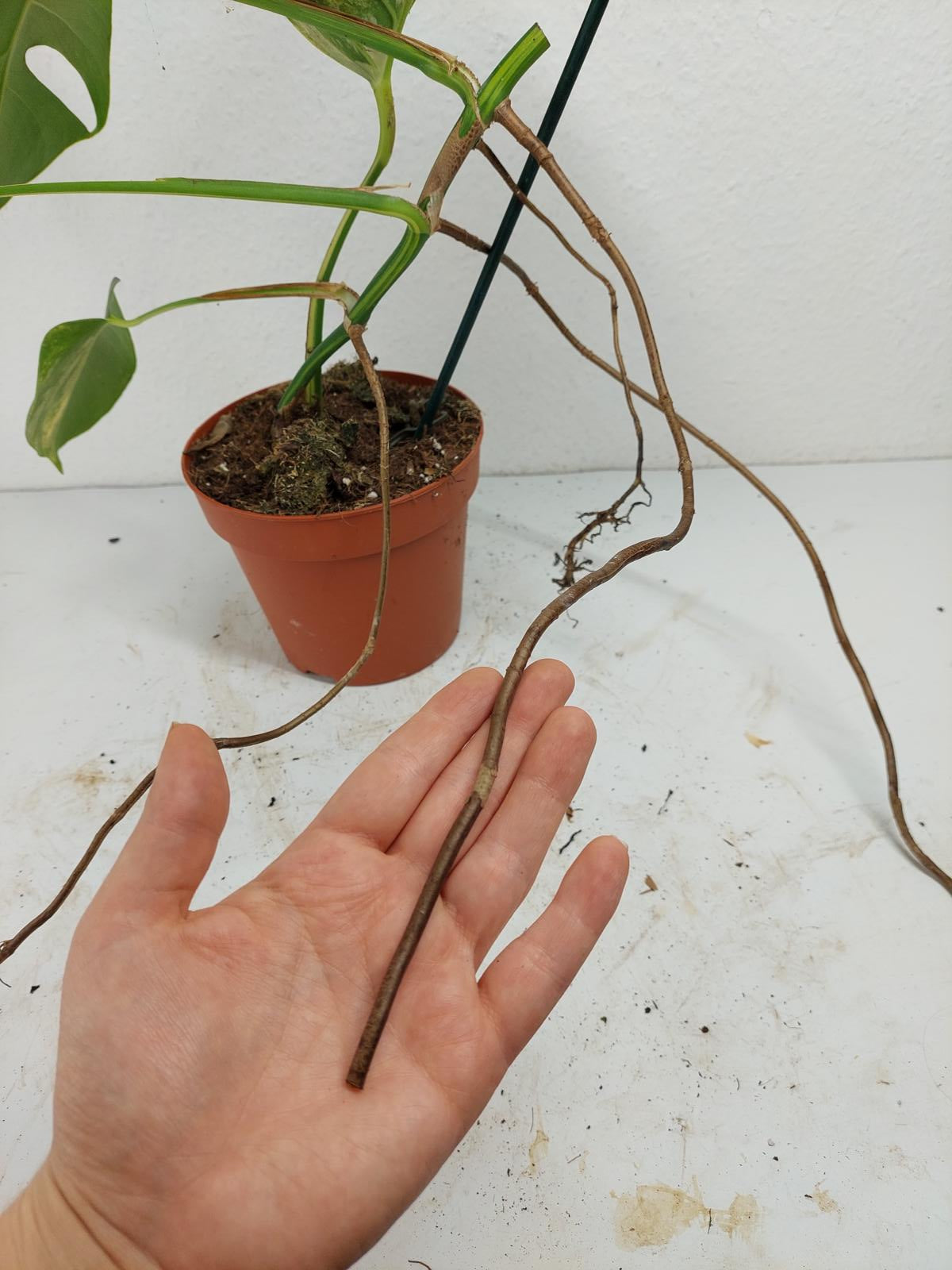 Monstera Aurea Stecklinge
