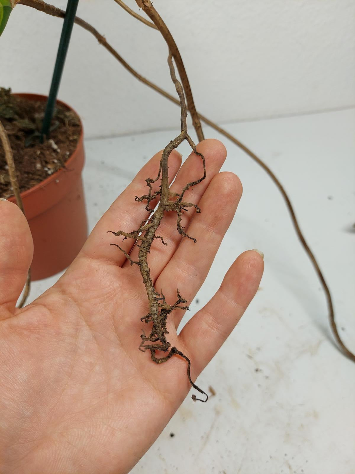 Monstera Aurea Stecklinge