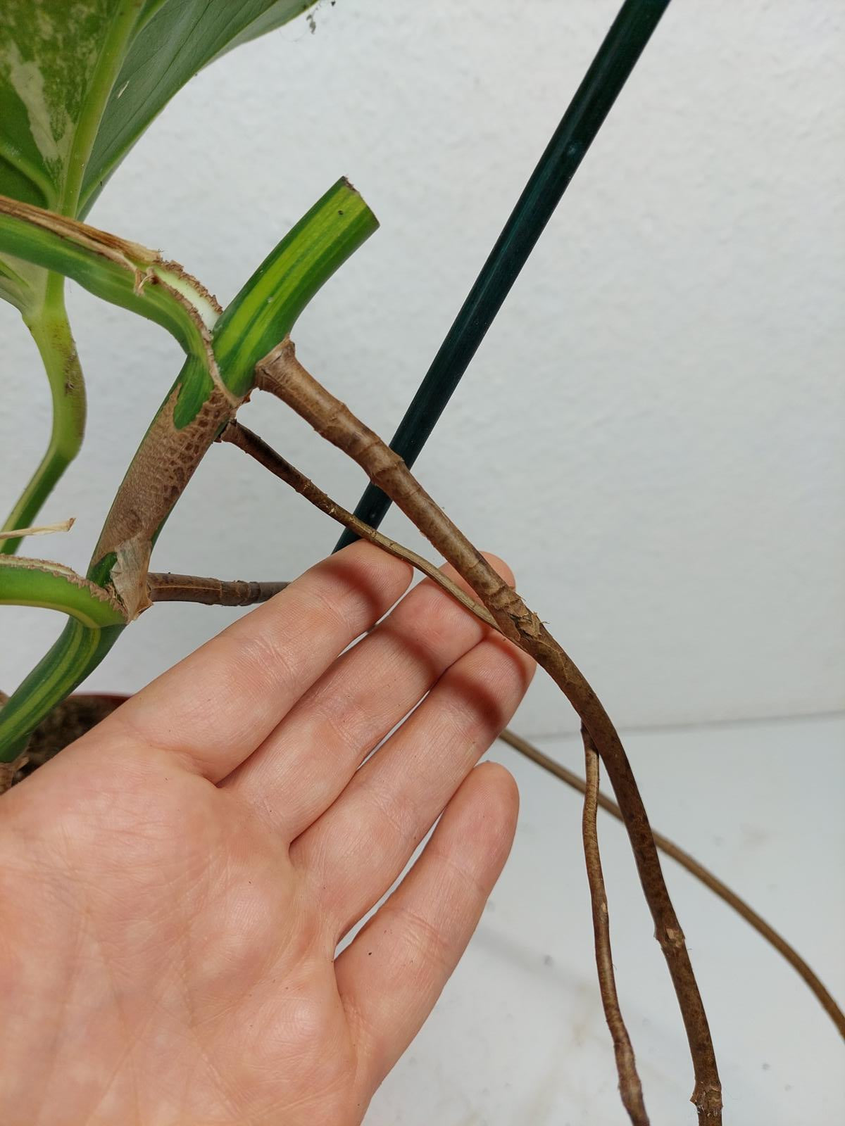 Monstera Aurea Stecklinge