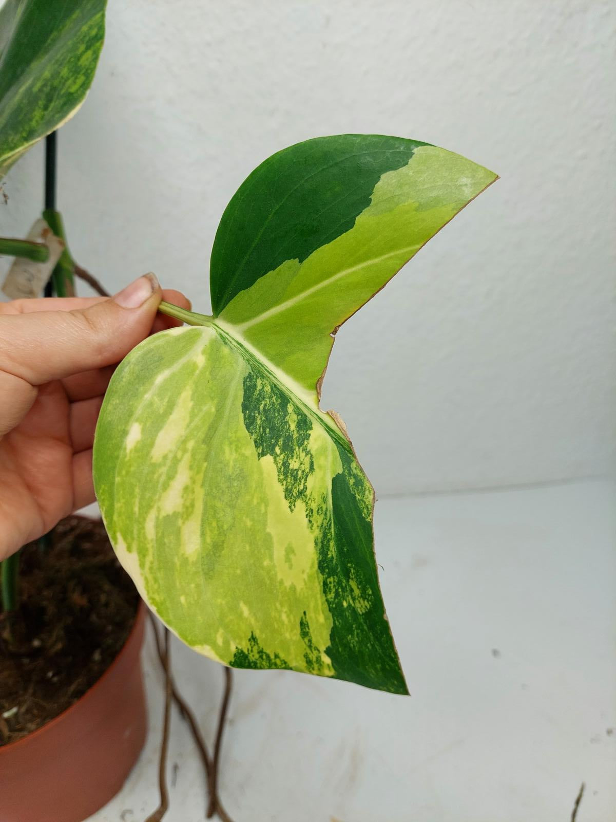 Monstera Aurea Stecklinge