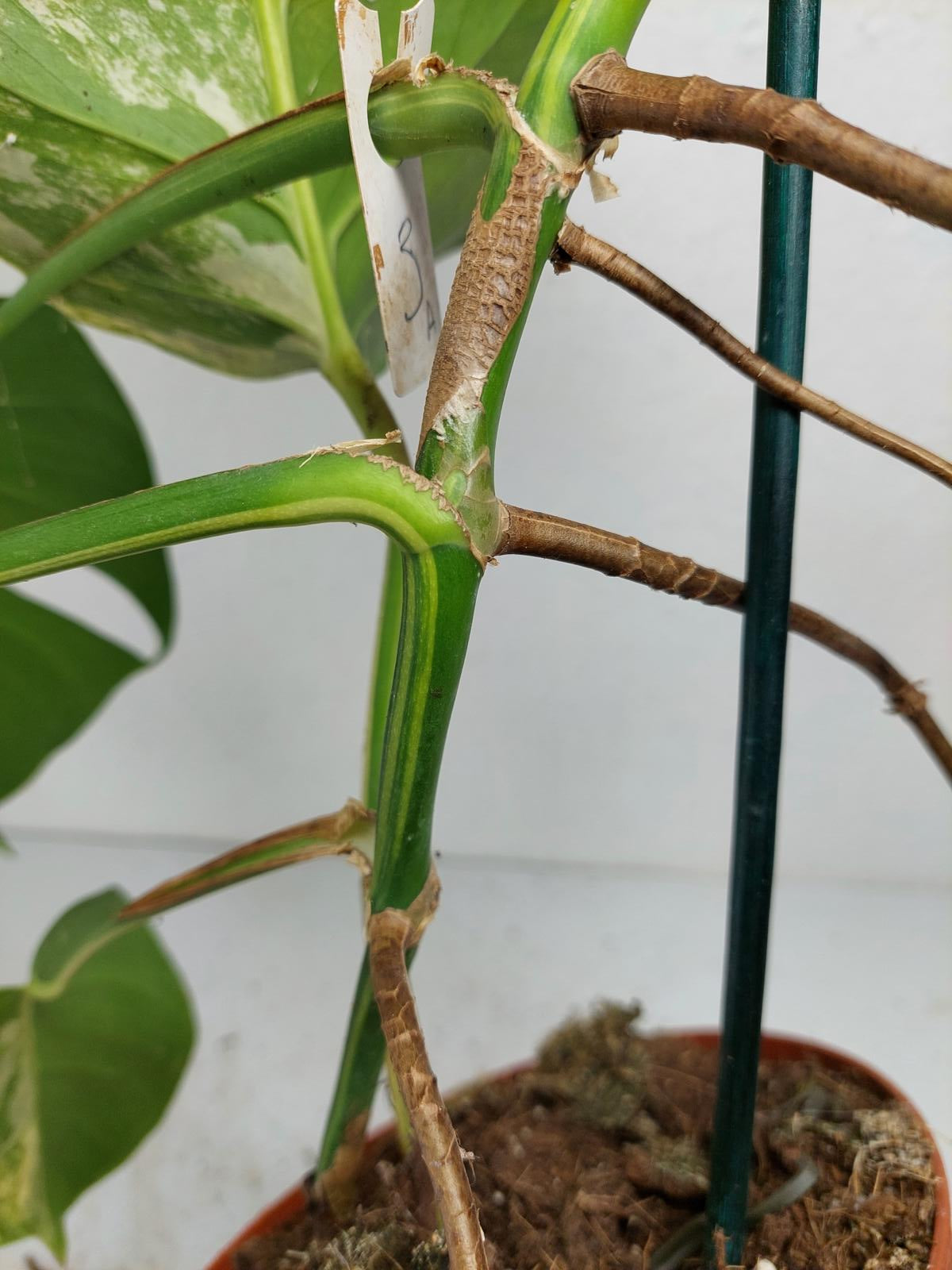 Monstera Aurea Stecklinge