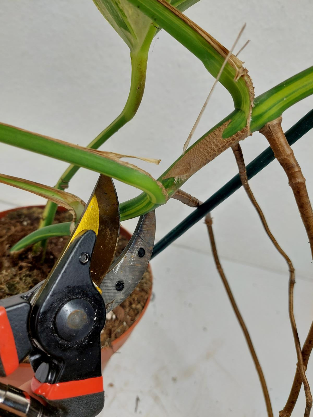 Monstera Aurea Stecklinge