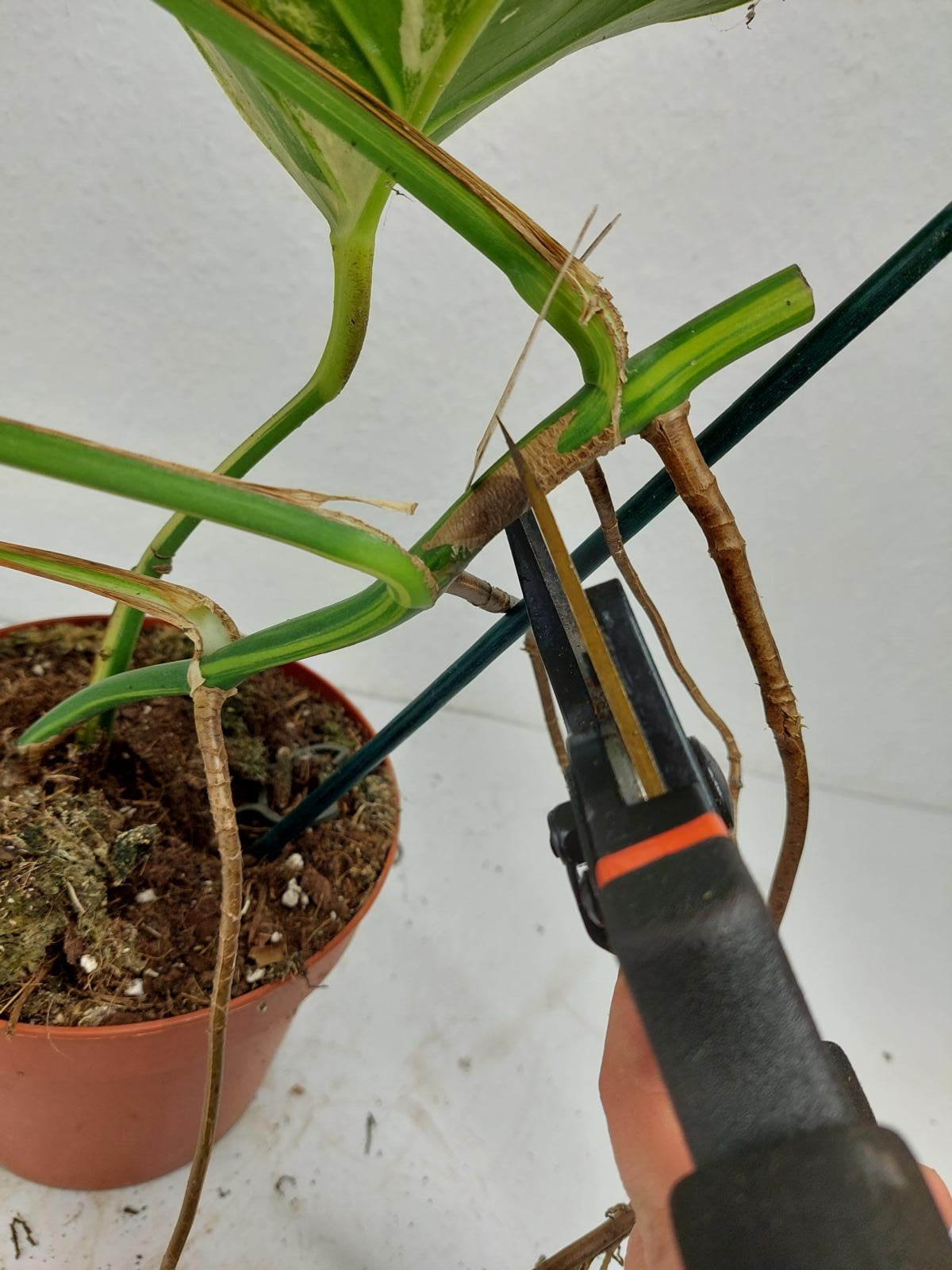 Monstera Aurea Stecklinge