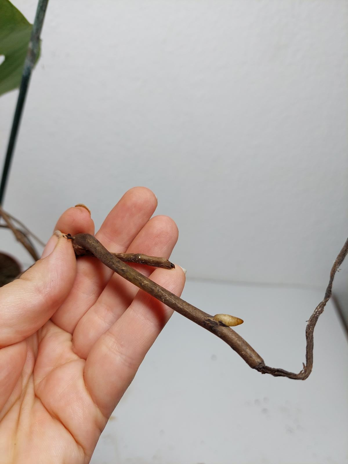 Monstera Aurea Stecklinge