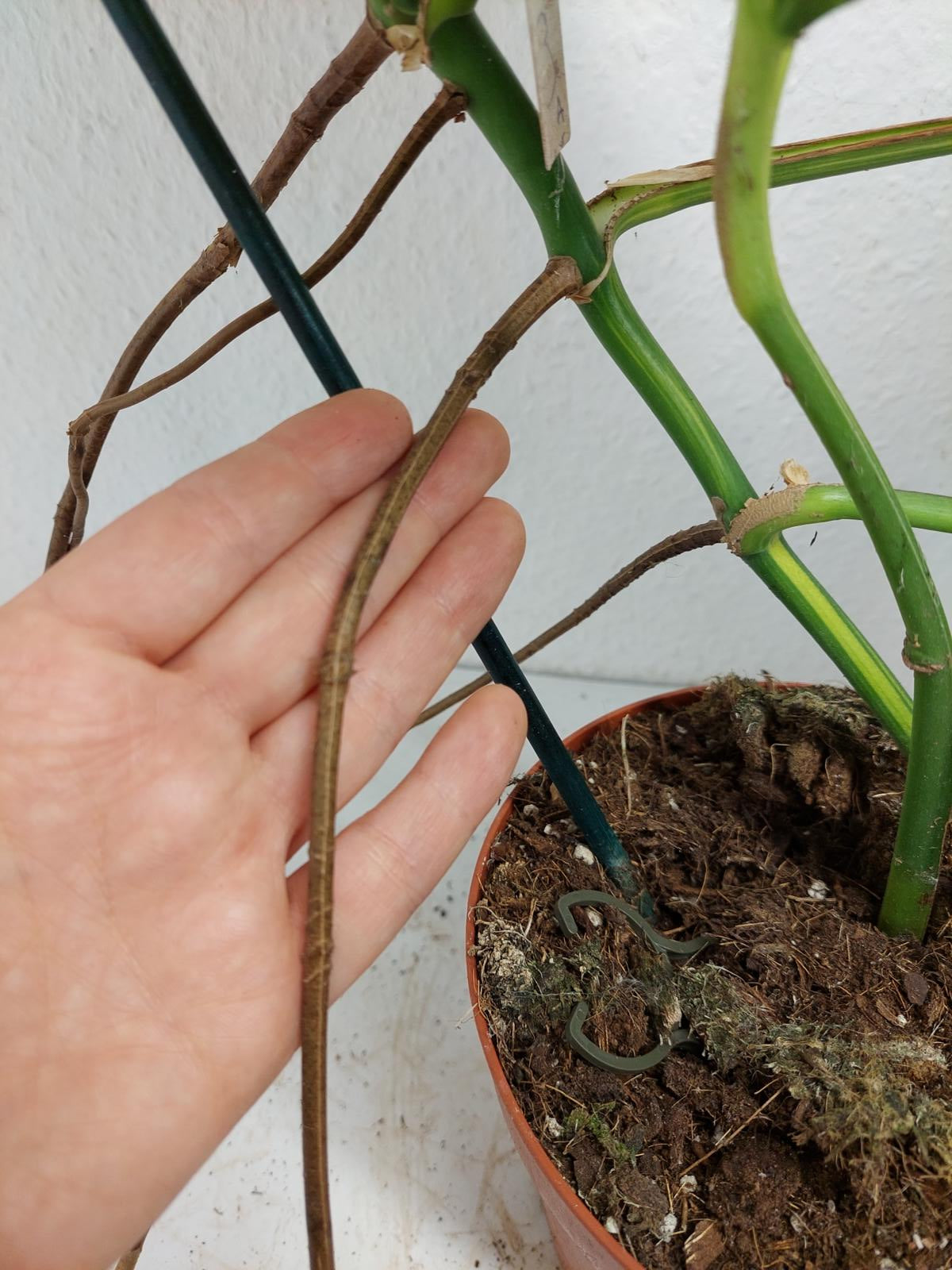 Monstera Aurea Stecklinge