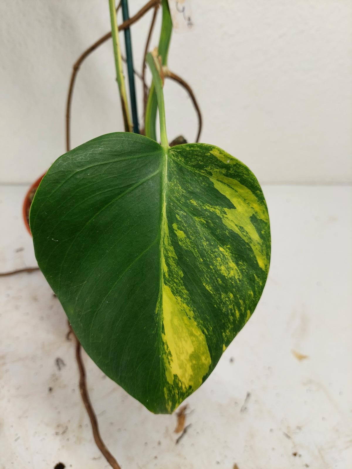 Monstera Aurea Stecklinge