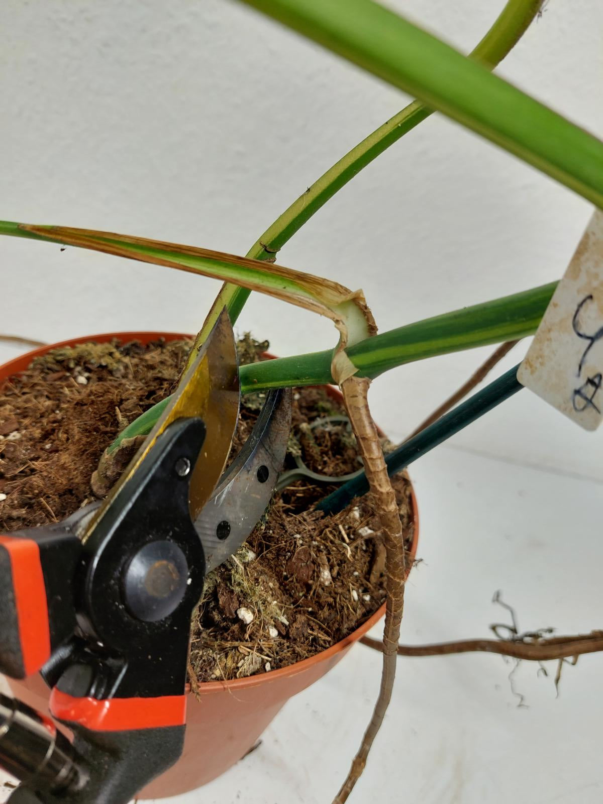 Monstera Aurea Stecklinge
