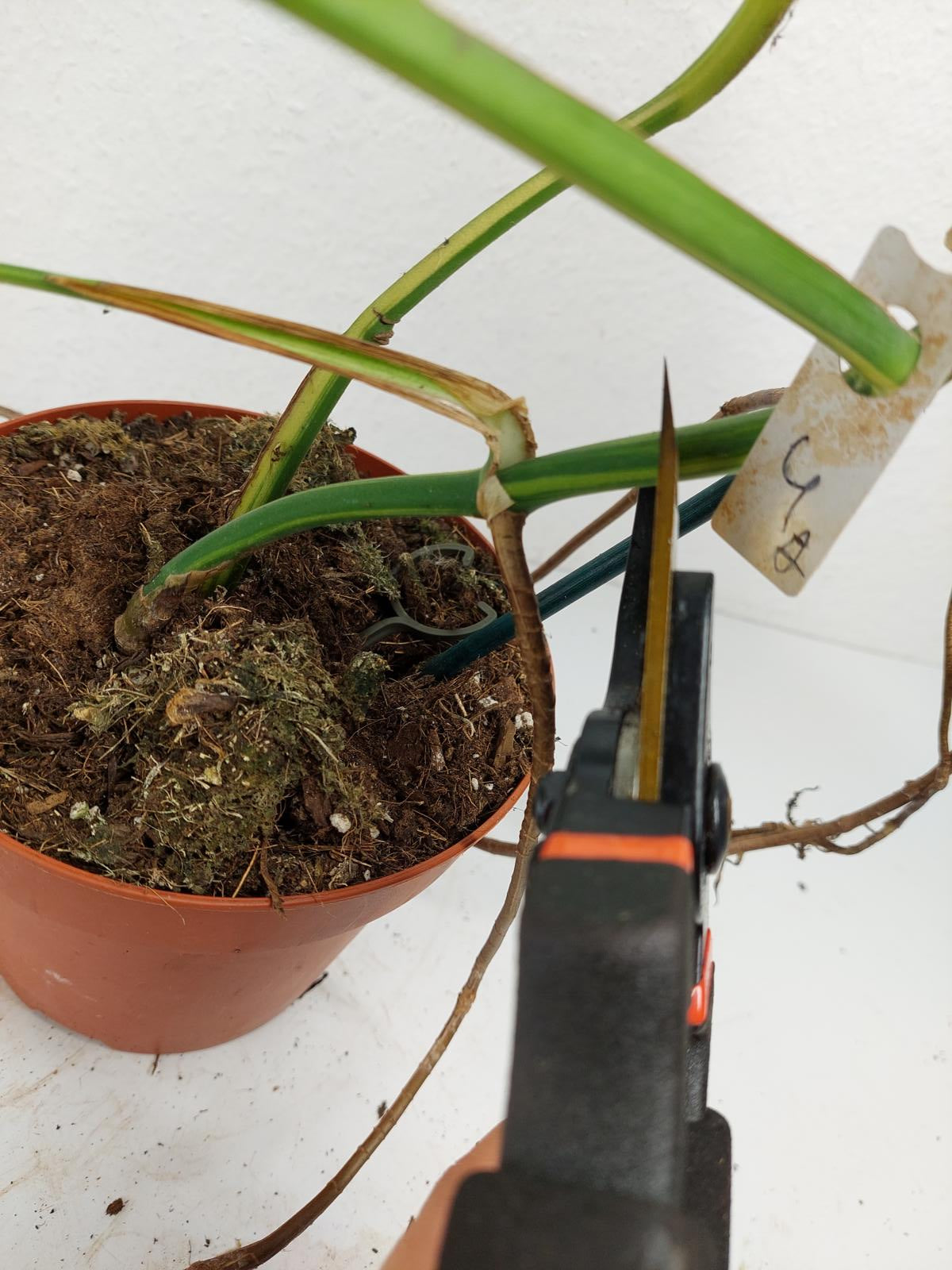 Monstera Aurea Stecklinge