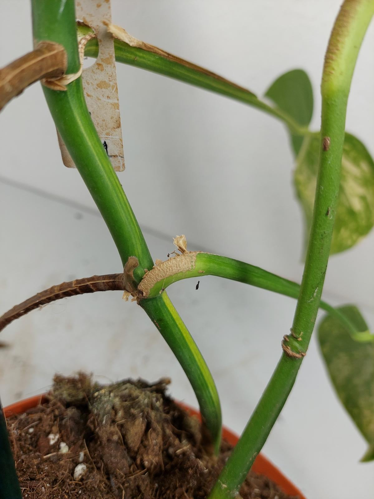 Monstera Aurea Stecklinge