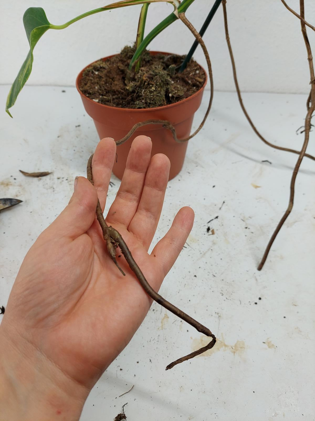 Monstera Aurea Stecklinge