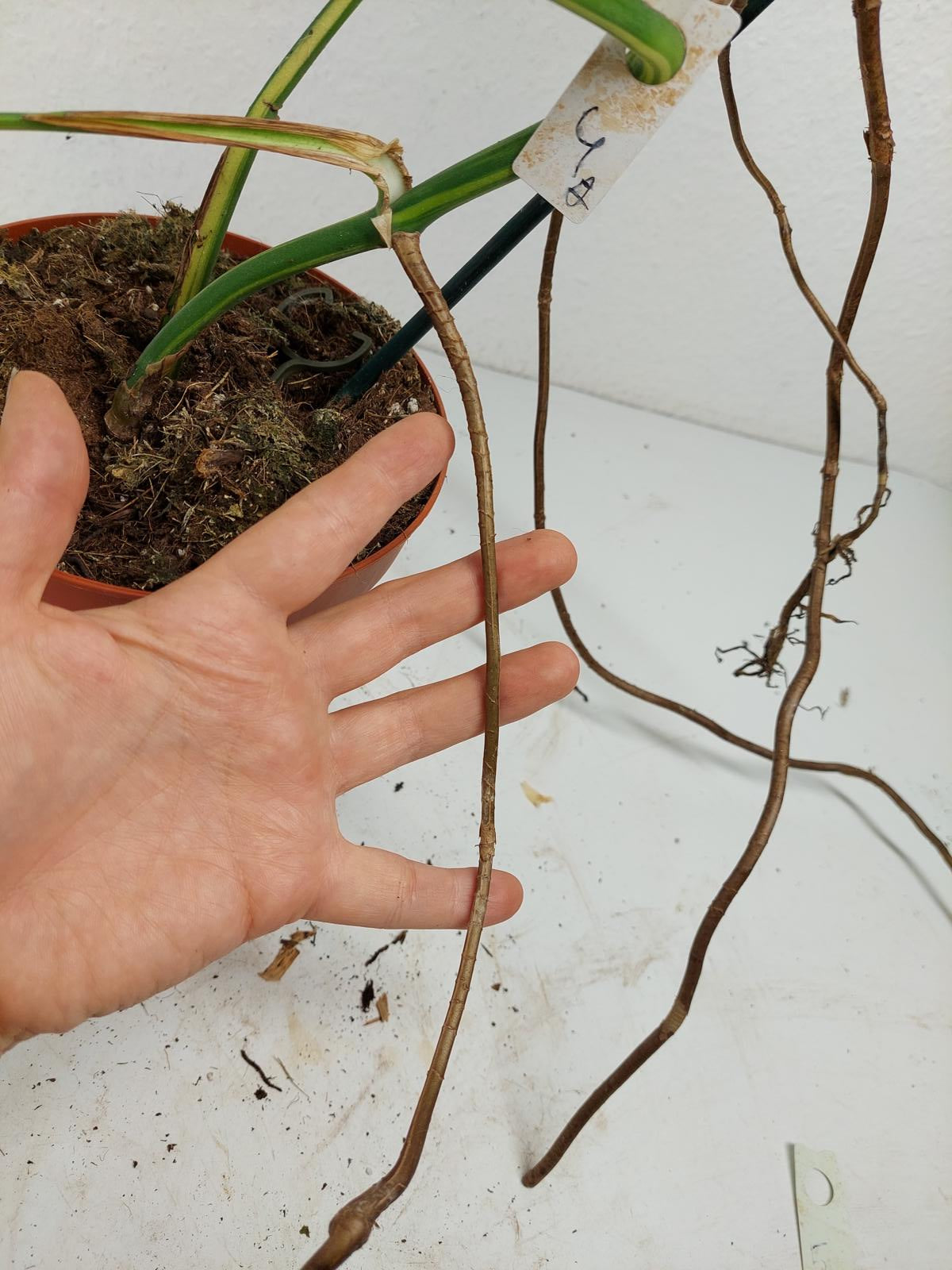 Monstera Aurea Stecklinge