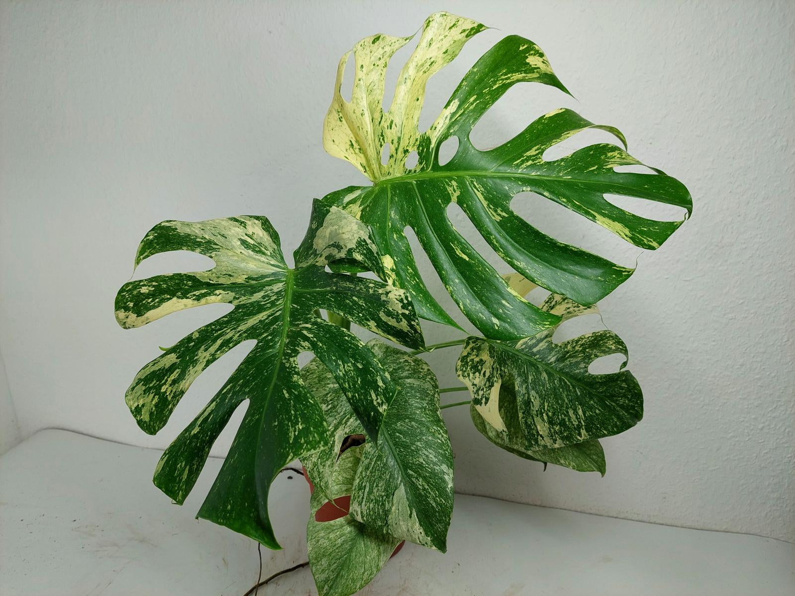 Monstera Mint Adult