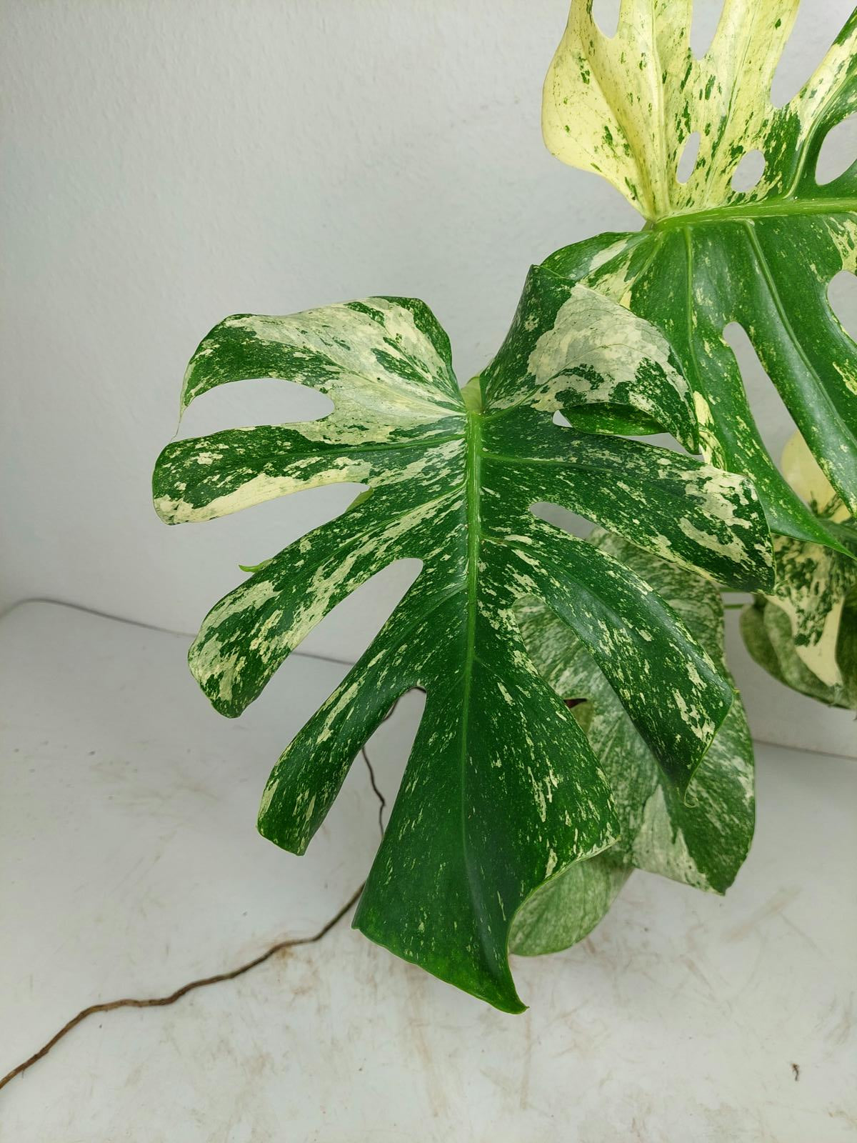 Monstera Mint Adult