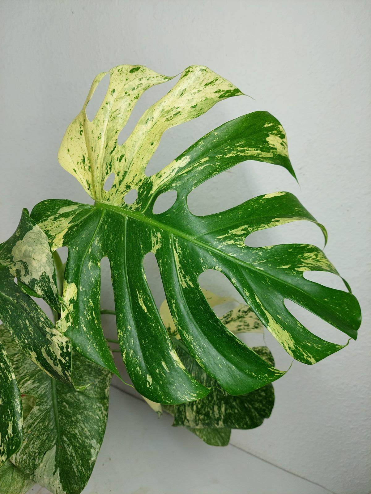 Monstera Mint Adult