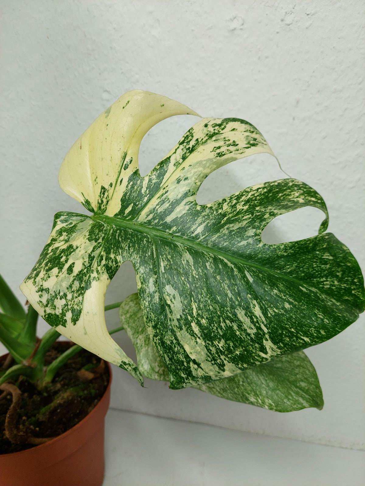 Monstera Mint Adult