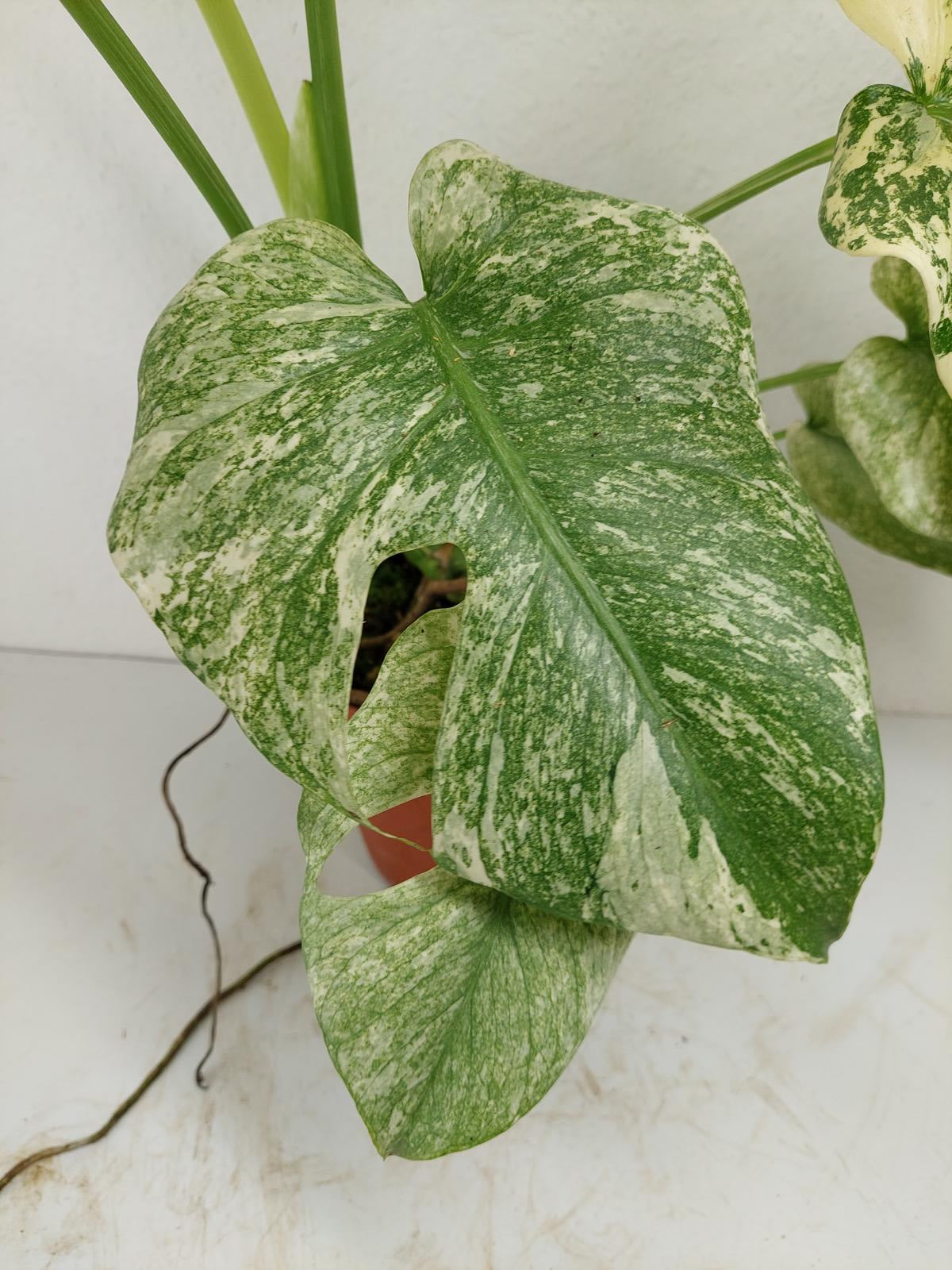 Monstera Mint Adult