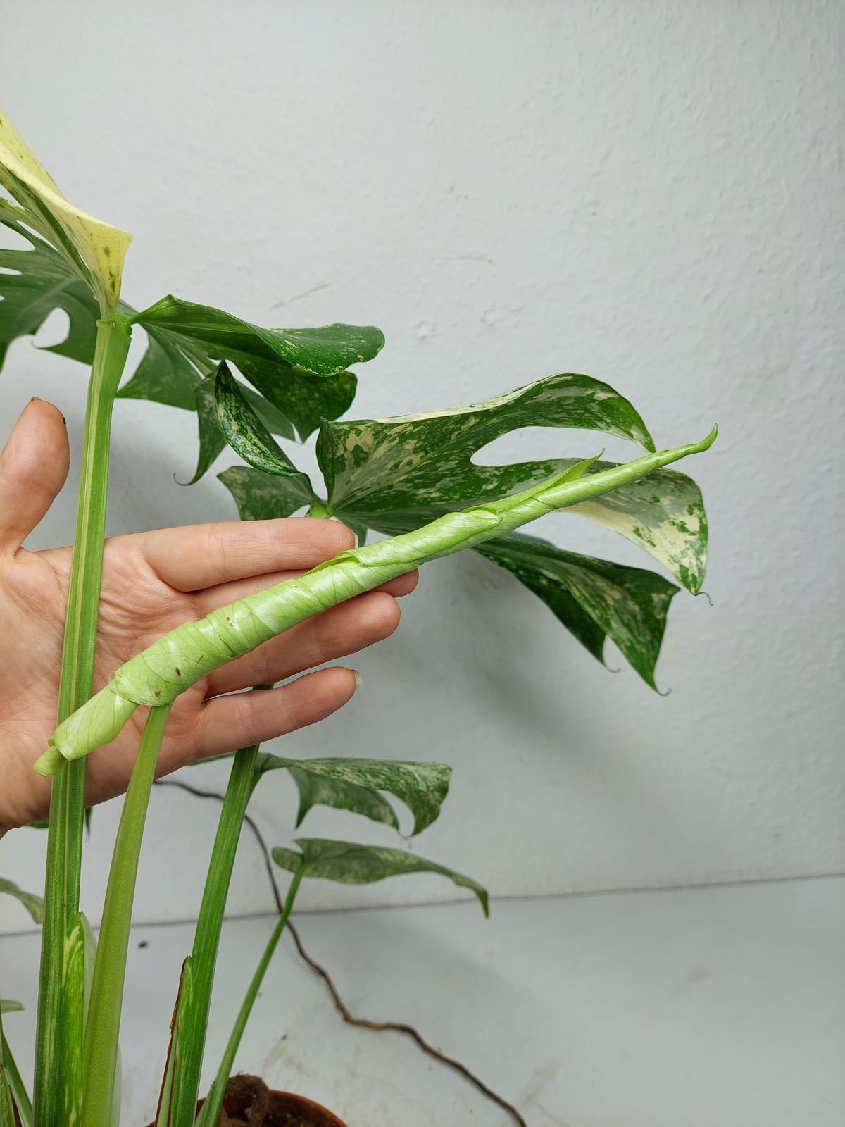 Monstera Mint Adult