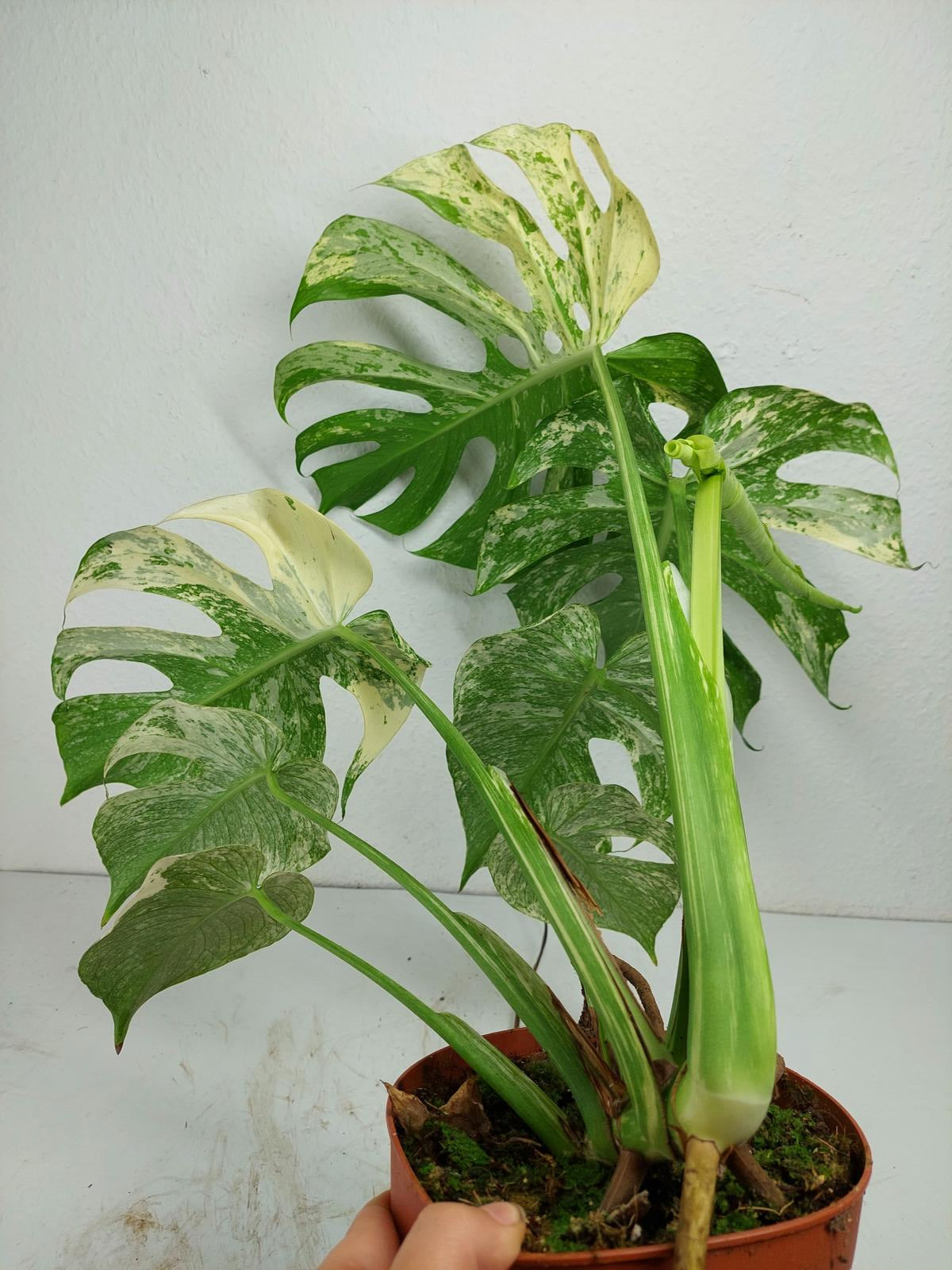 Monstera Mint Adult