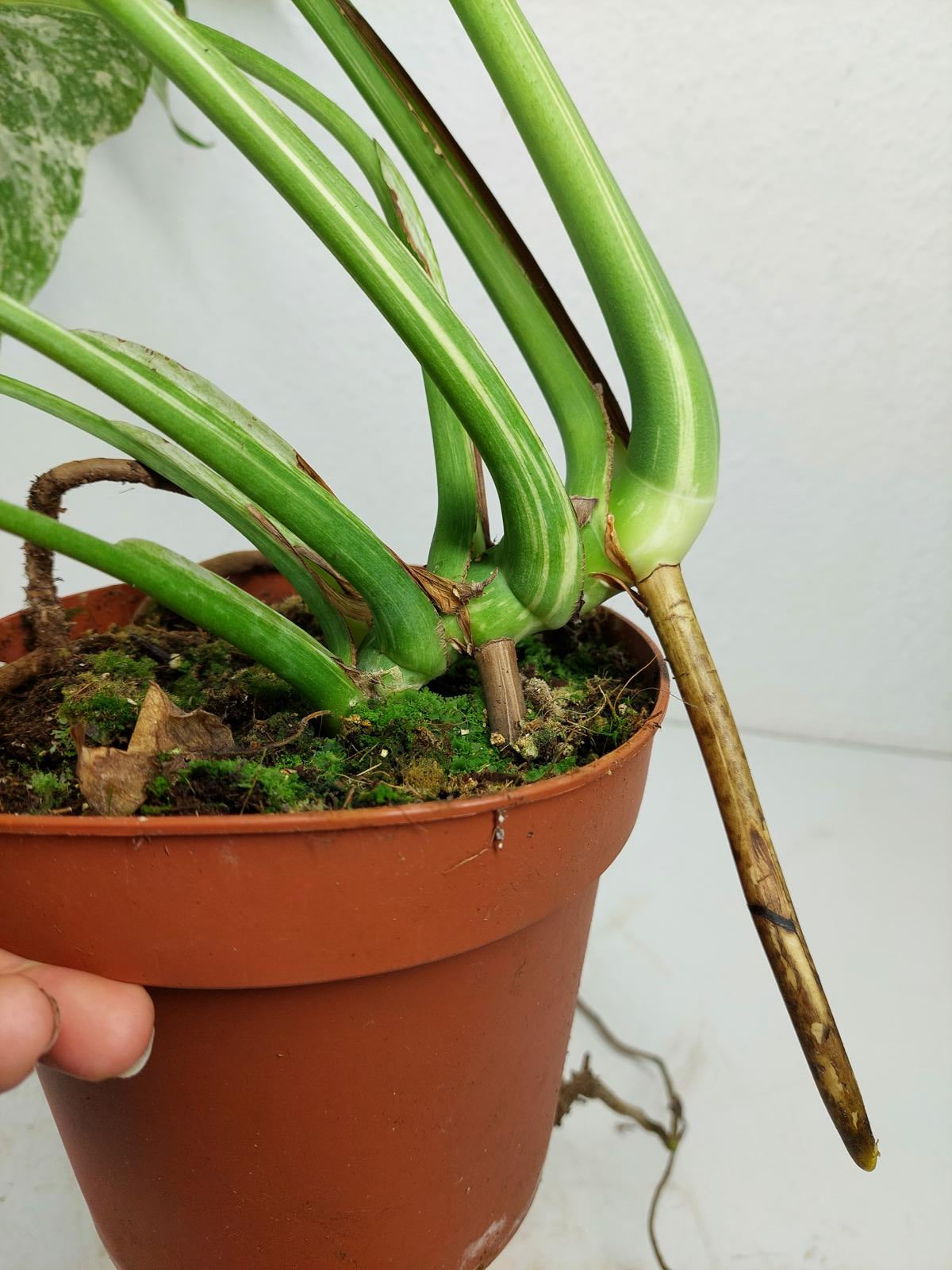 Monstera Mint Adult