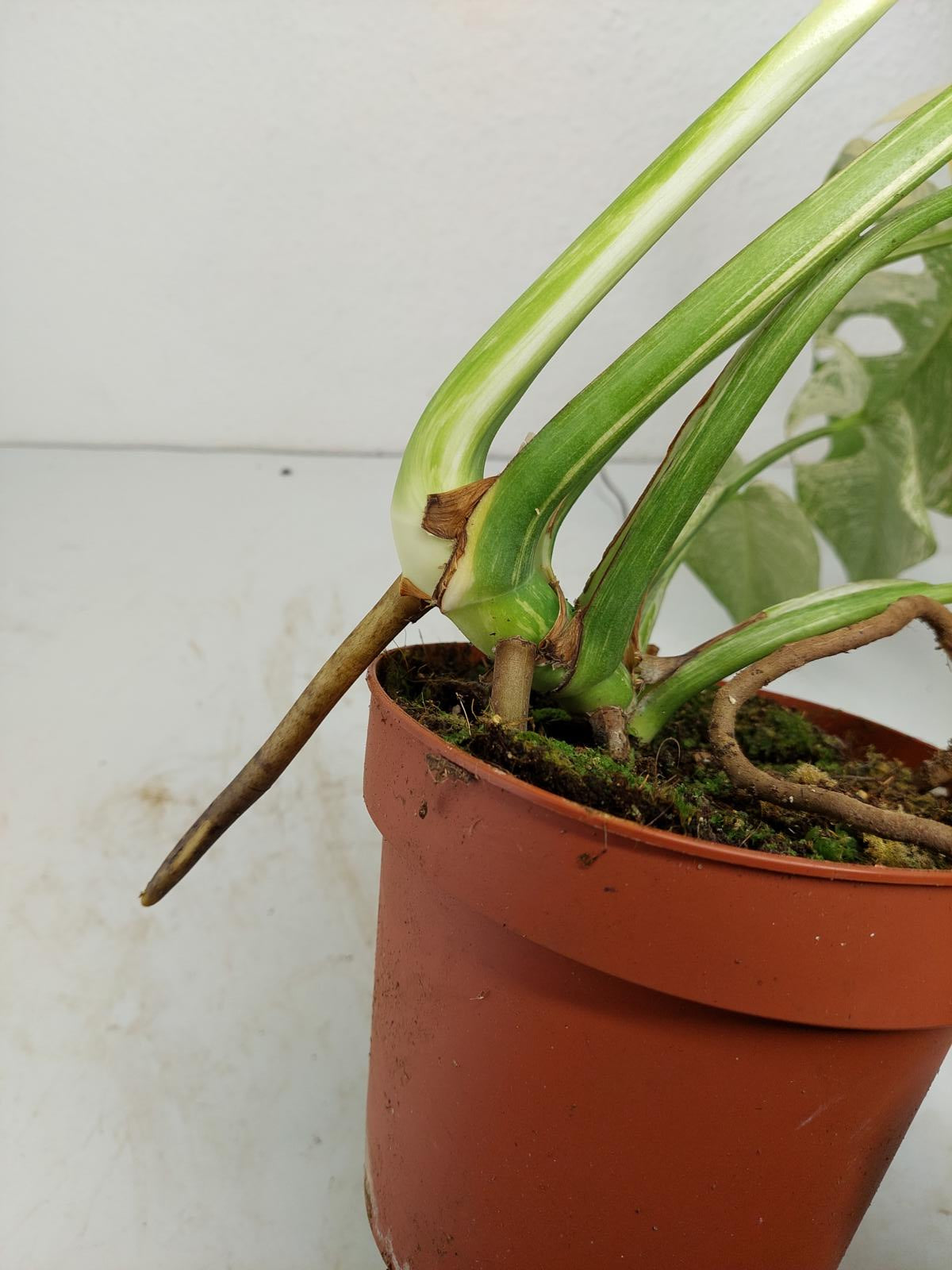 Monstera Mint Adult