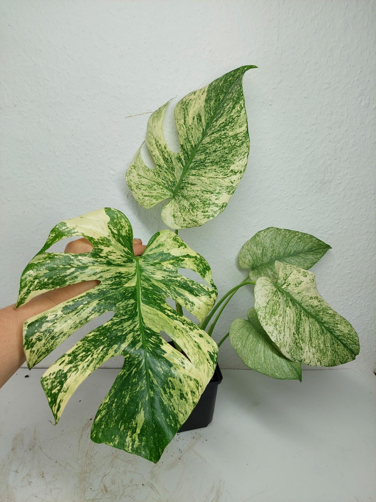 Monstera Mint Adult