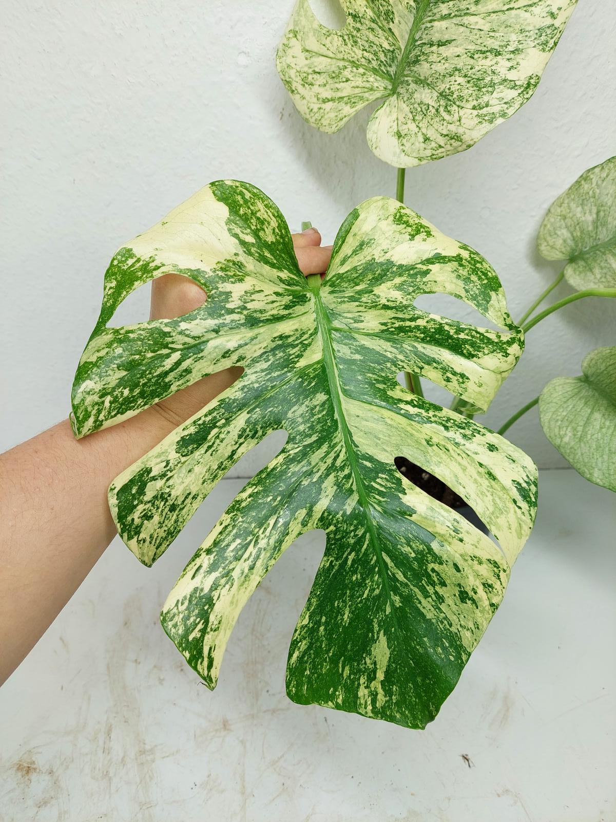 Monstera Mint Adult