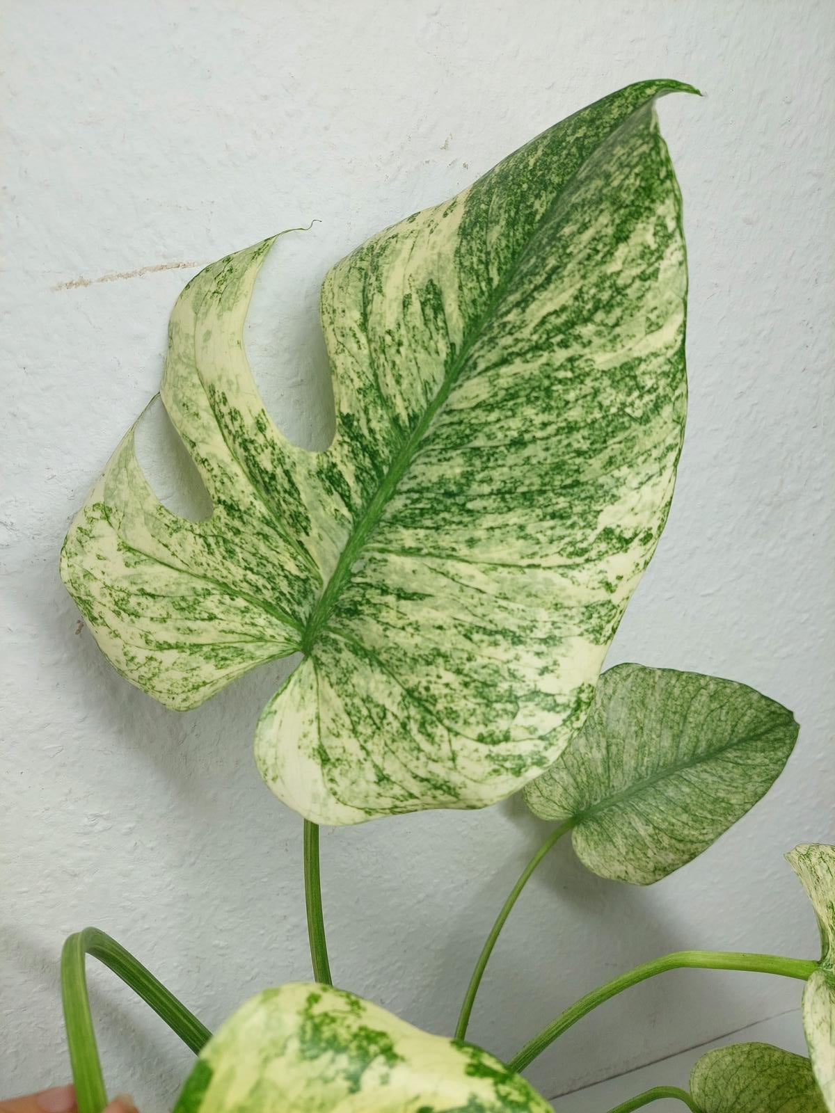 Monstera Mint Adult