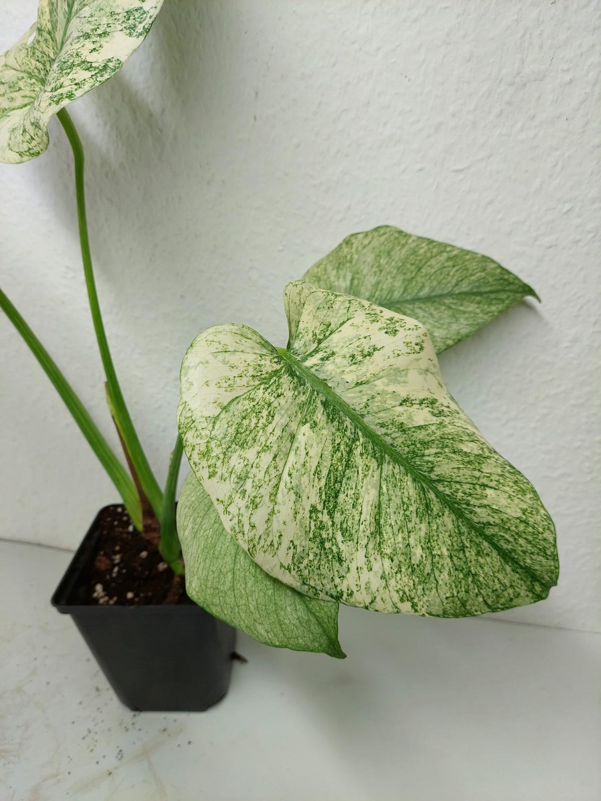 Monstera Mint Adult