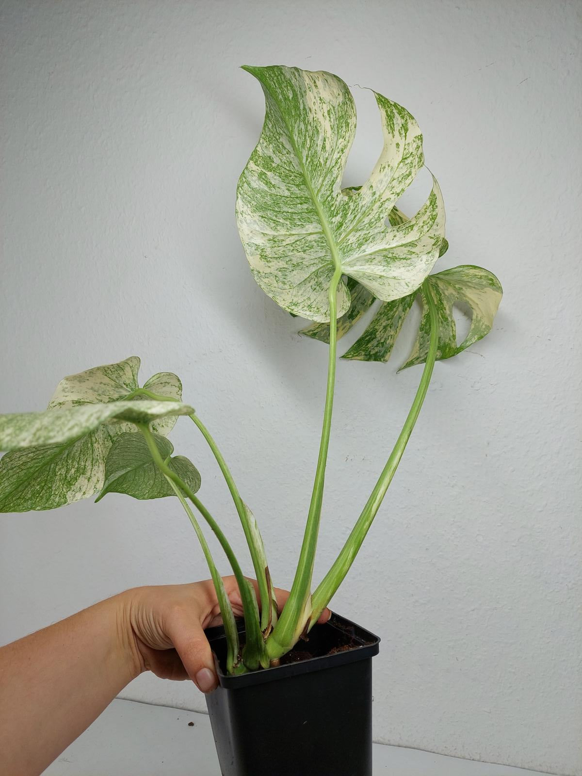 Monstera Mint Adult