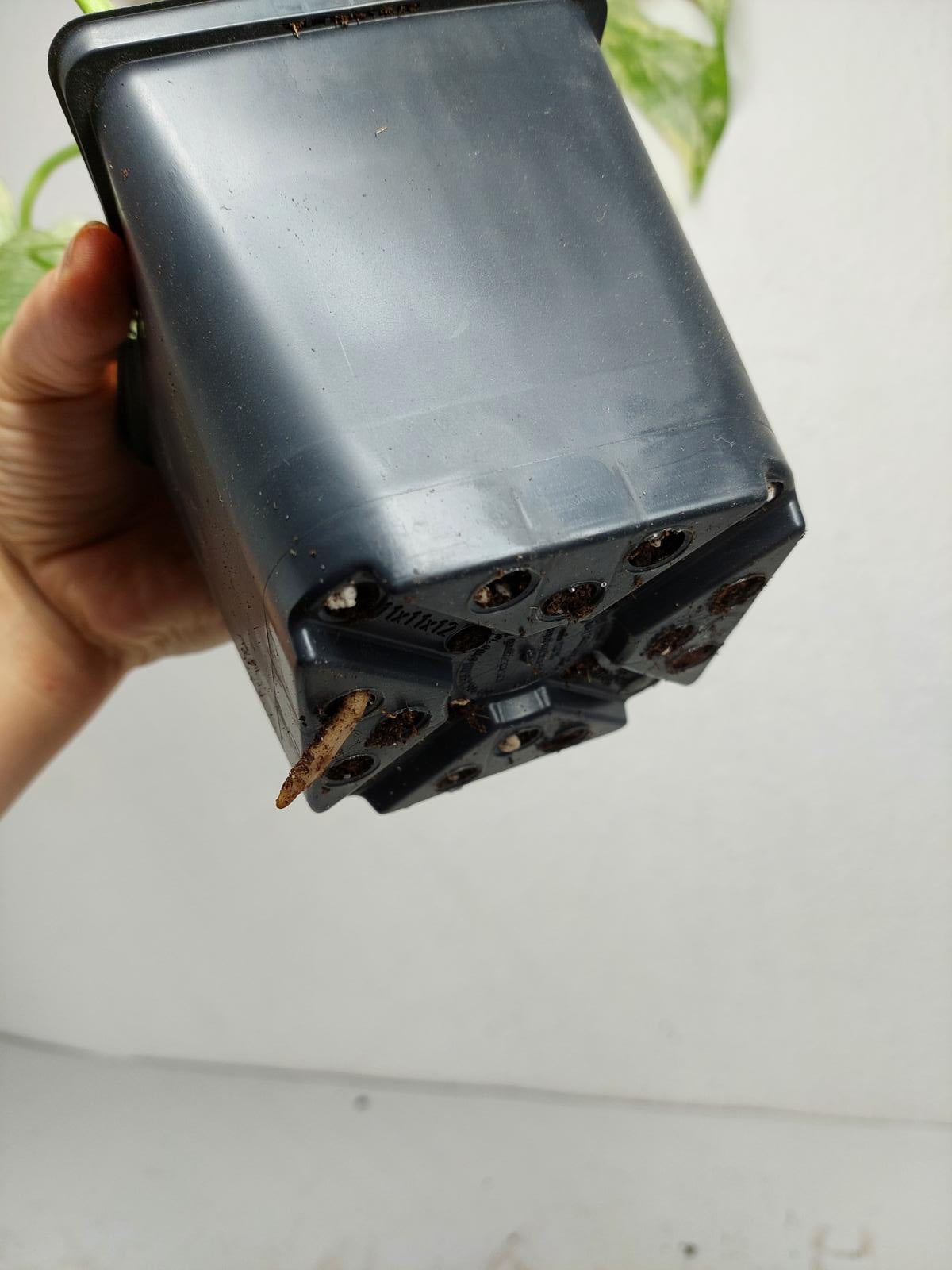 Monstera Mint Adult